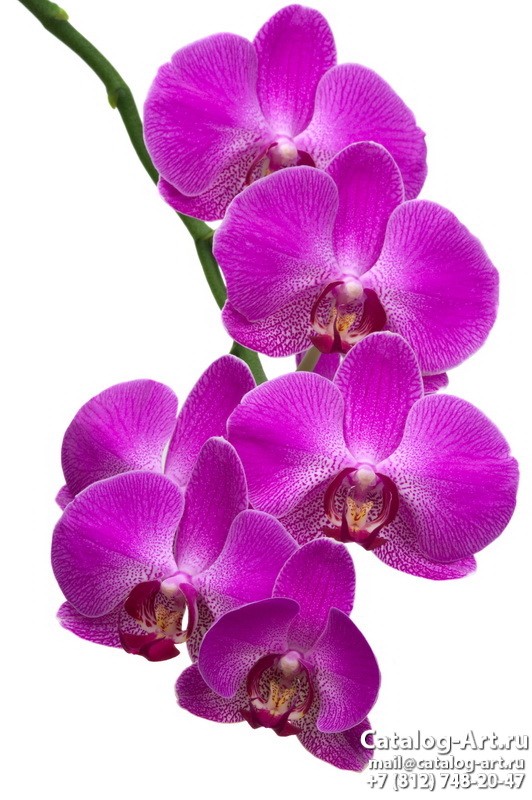 Pink orchids 20
